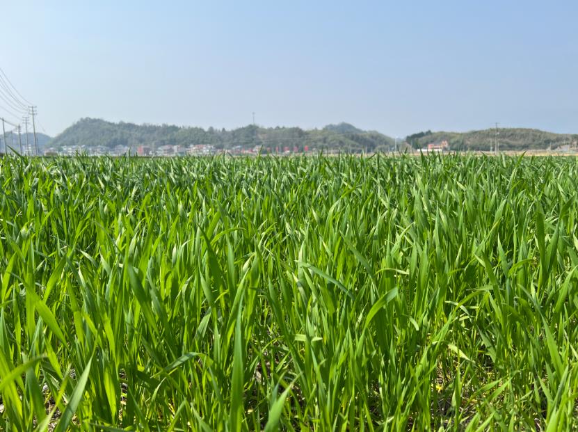 2026年小麥春季重大病蟲害防控技術方案