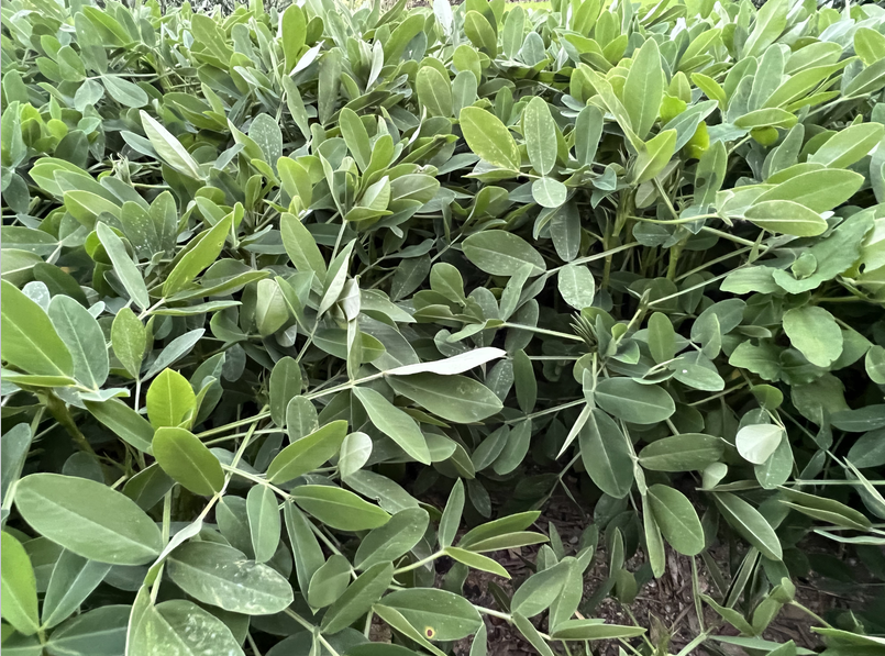 《黃淮海地區麥茬夏花生兩段式機械化收獲技術規程》團體標準公開征求意見