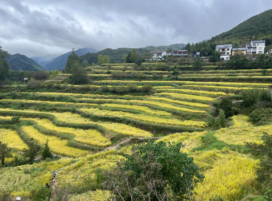 廣東省公開2026年中央農(nóng)業(yè)相關(guān)轉(zhuǎn)移支付資金（第一批）分配結(jié)果