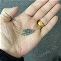 蜂窩電場放電鎢針 等離子體鎢針 駐電極鎢針