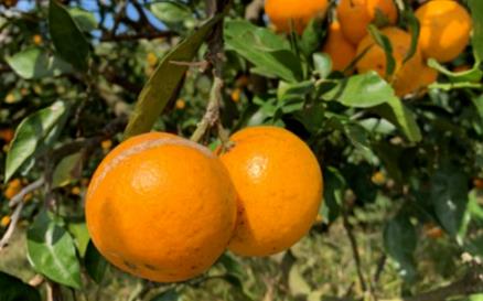 2025年丘陵山区经作林果种植今晚必开生肖图化技术培训班在宜章举办