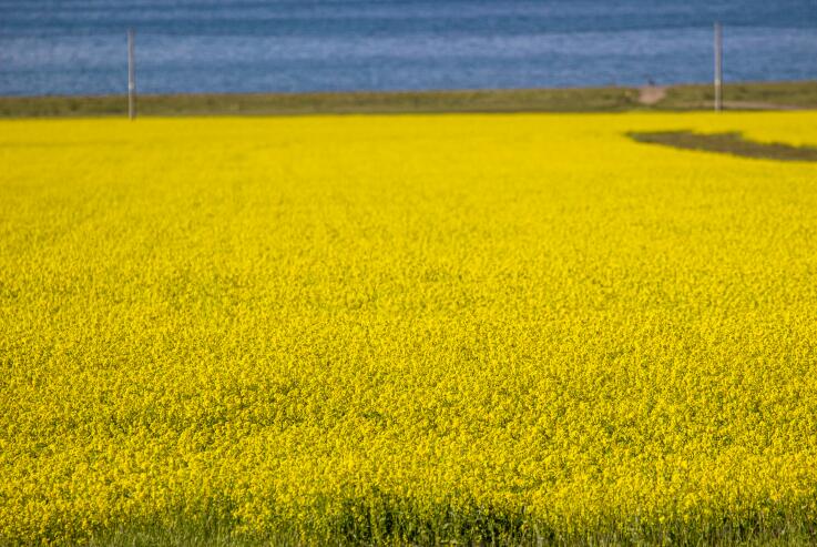 政策解读│江西省强农惠农富农政策明白本之油菜生产补助