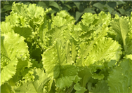 農(nóng)業(yè)農(nóng)村部南京農(nóng)業(yè)機(jī)械化研究所及福建省農(nóng)機(jī)推廣部門來常考察交流